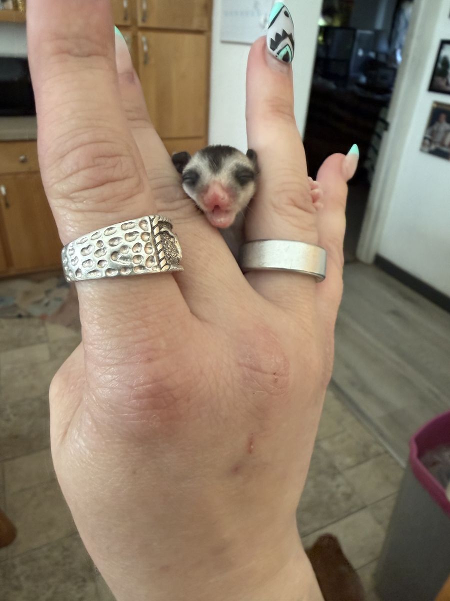 Mosaic ringtail Female Sugar Glider Joey
