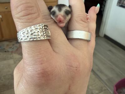 Mosaic ringtail Female Sugar Glider Joey