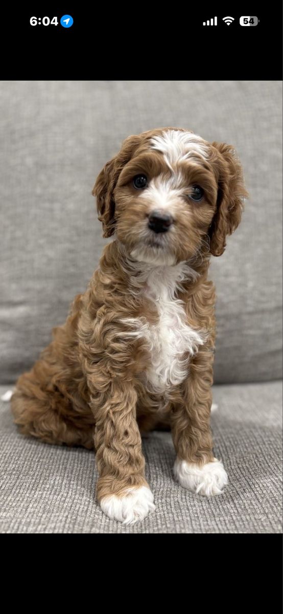 Adorable Cockapoo Puppies - Male
