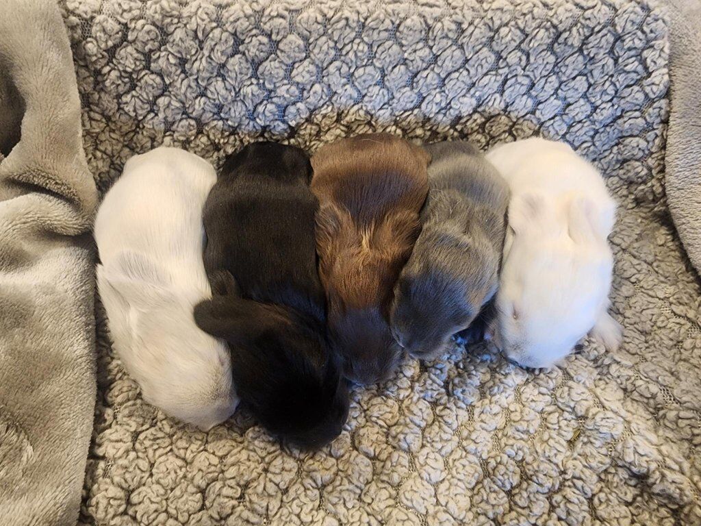 5 Purebred English Angoras