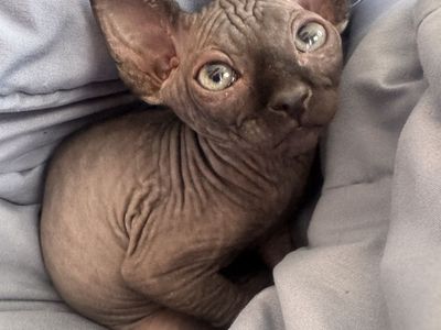 Sphynx Kittens