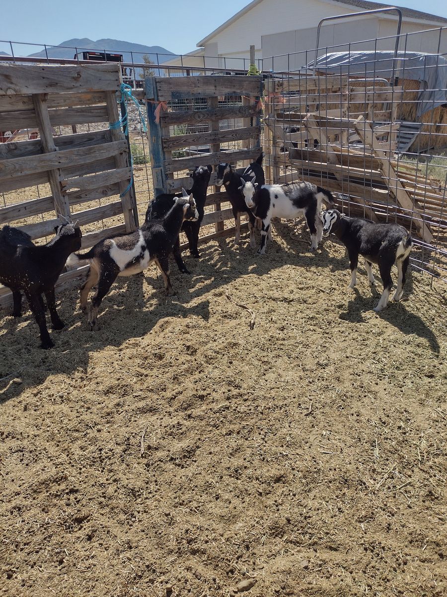 Mixed breed mini goat kids 8-male, 1-female