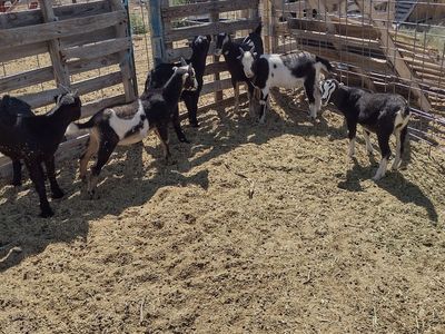 Mixed breed mini goat kids 8-male, 1-female