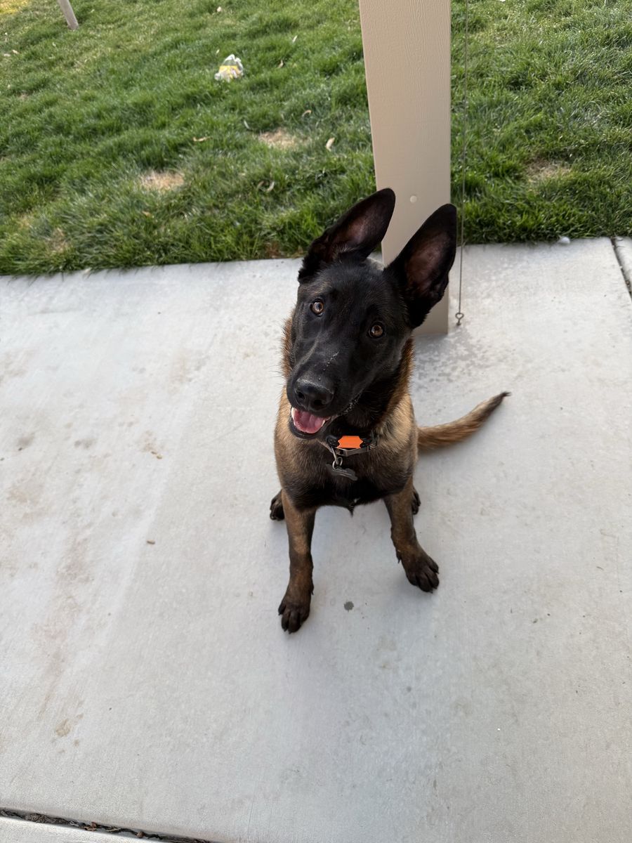 7 Month AKC Belgain malinois