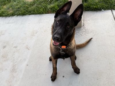 7 Month AKC Belgain malinois