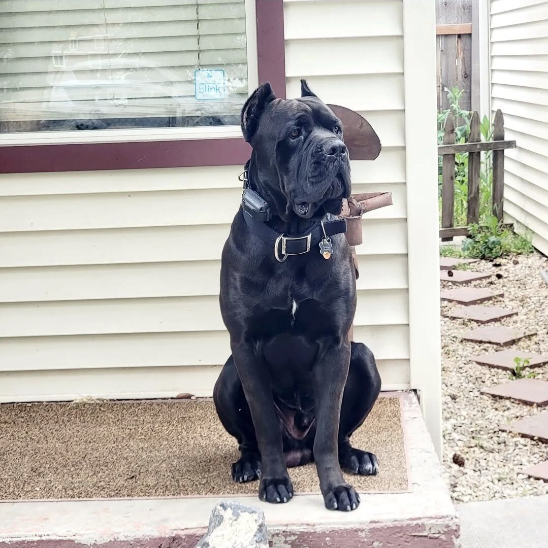 Rehoming Cane Corso