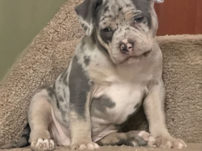 Pocket American Bully Puppies ABKC Blue Merle