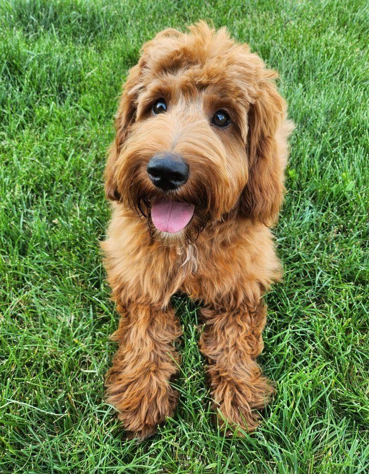Mini Goldendoodle Puppy