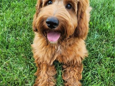Mini Goldendoodle Puppy