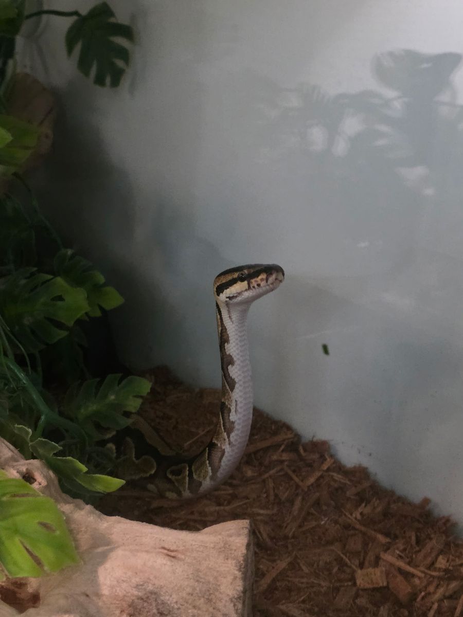 Rehoming reptiles