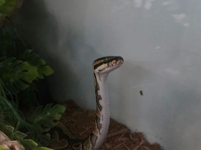 Rehoming reptiles