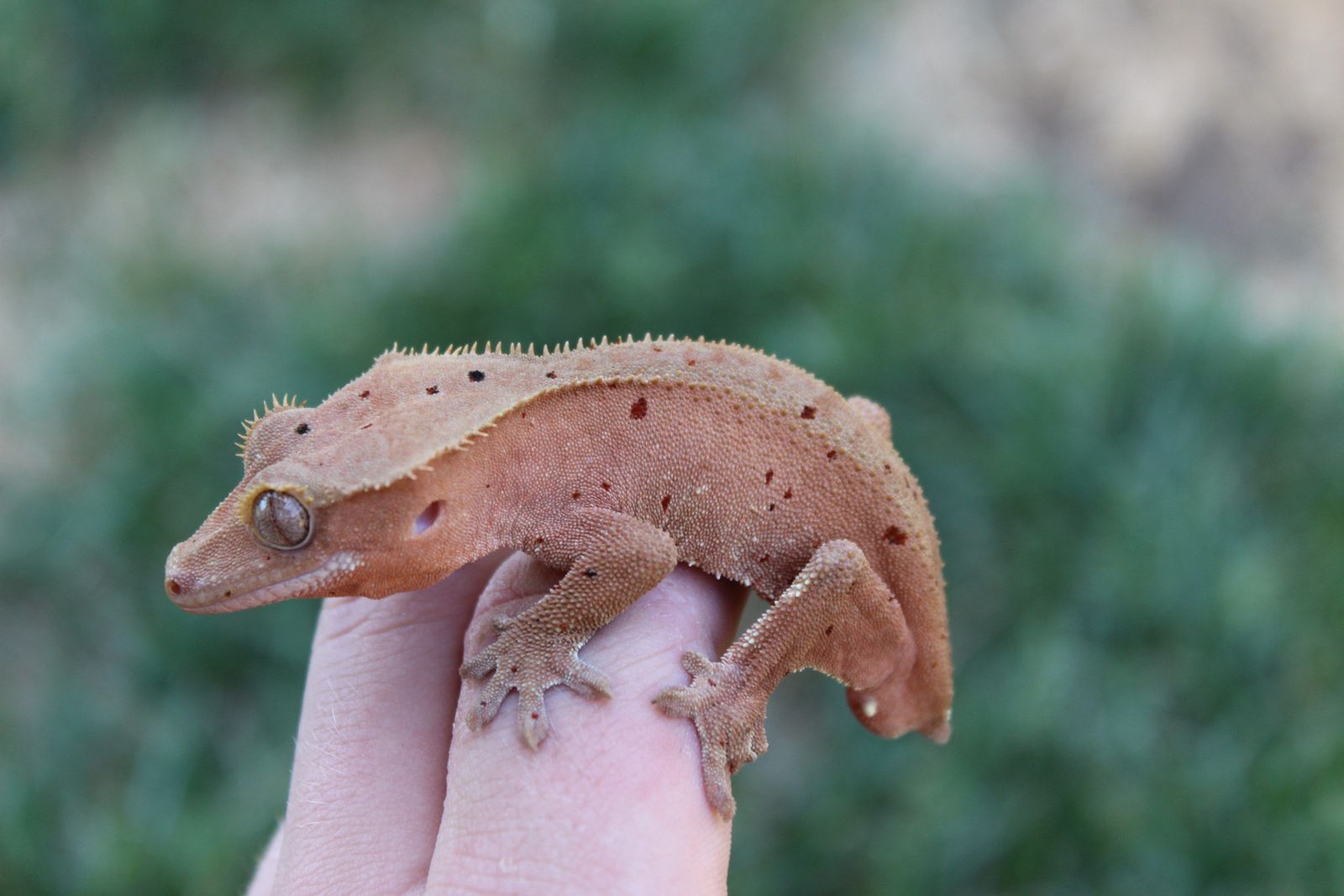 Crested Gecko
