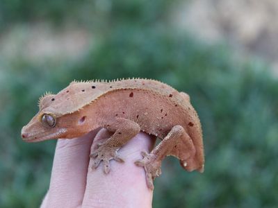 Crested Gecko