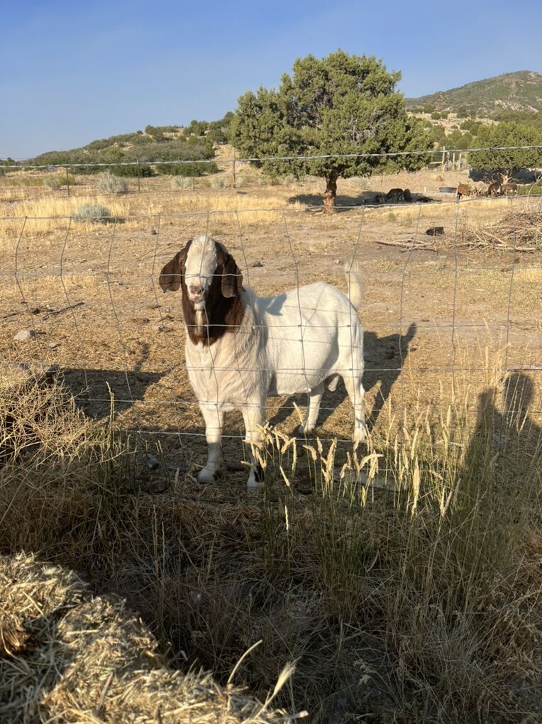 Boer Billy For Sale