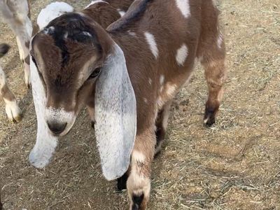 Full nubian bucklings