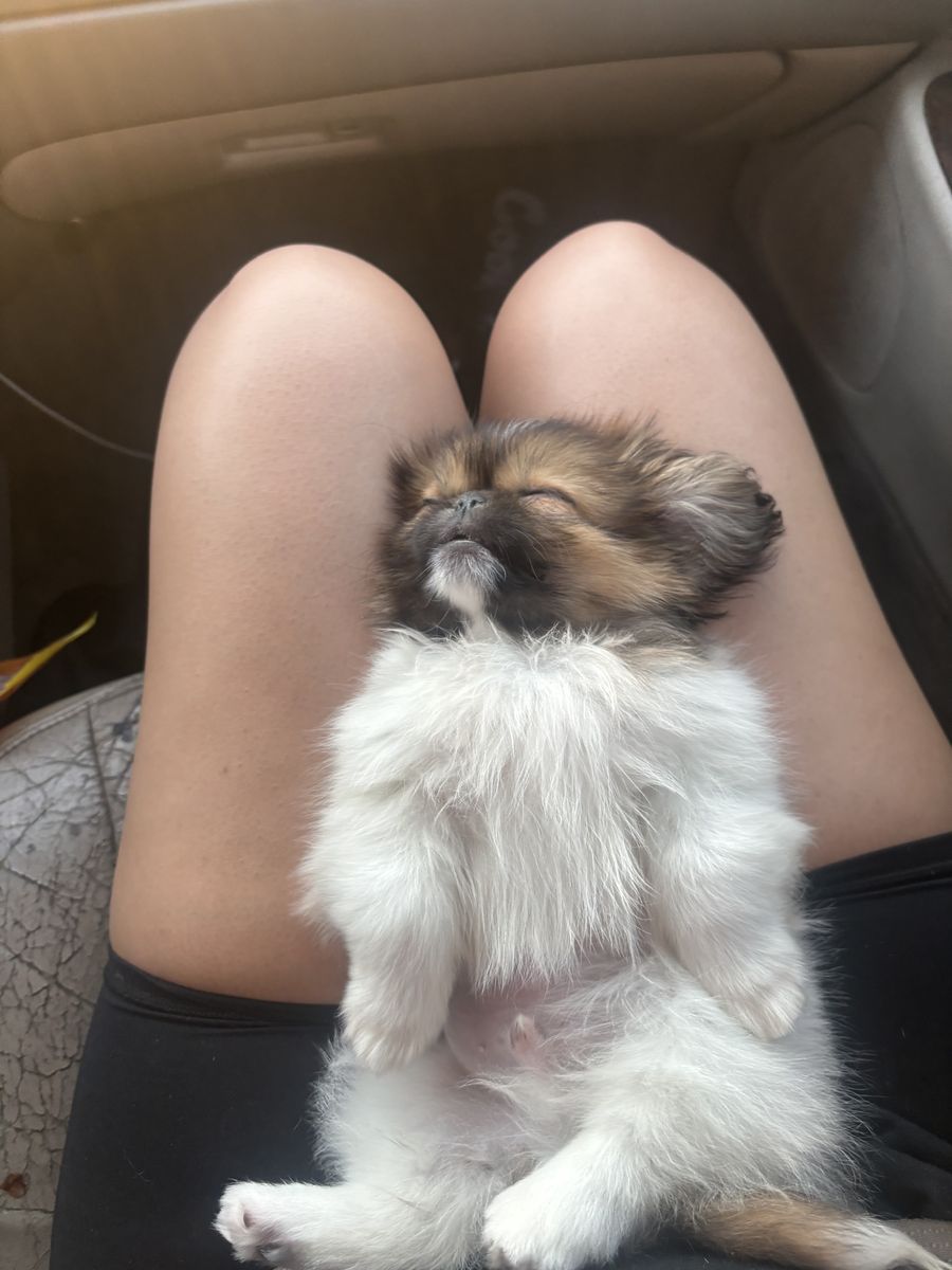 dog