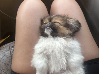 dog