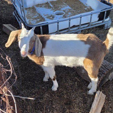 Mini Nubian Doeling
