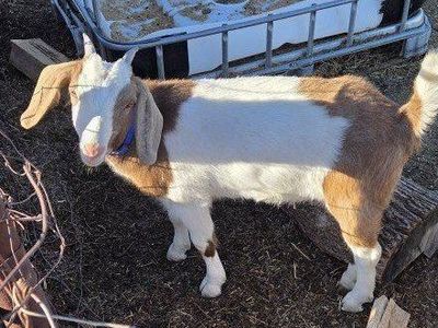 Mini Nubian Doeling