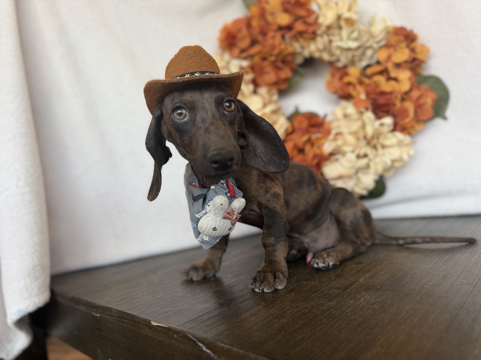 Dapple Male mini dachshund 