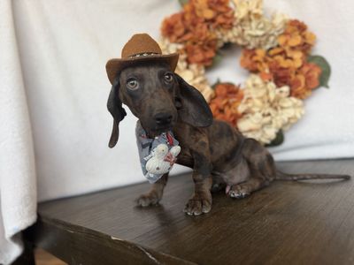 Dapple Male mini dachshund
