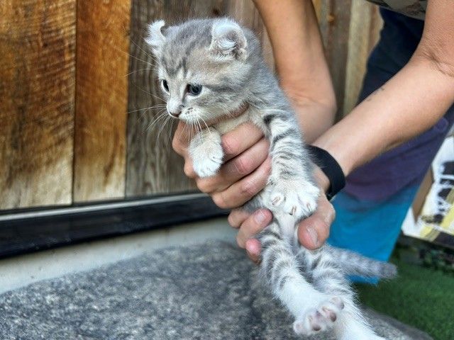 Highlander Bengal Mix Kittens - Born July 21