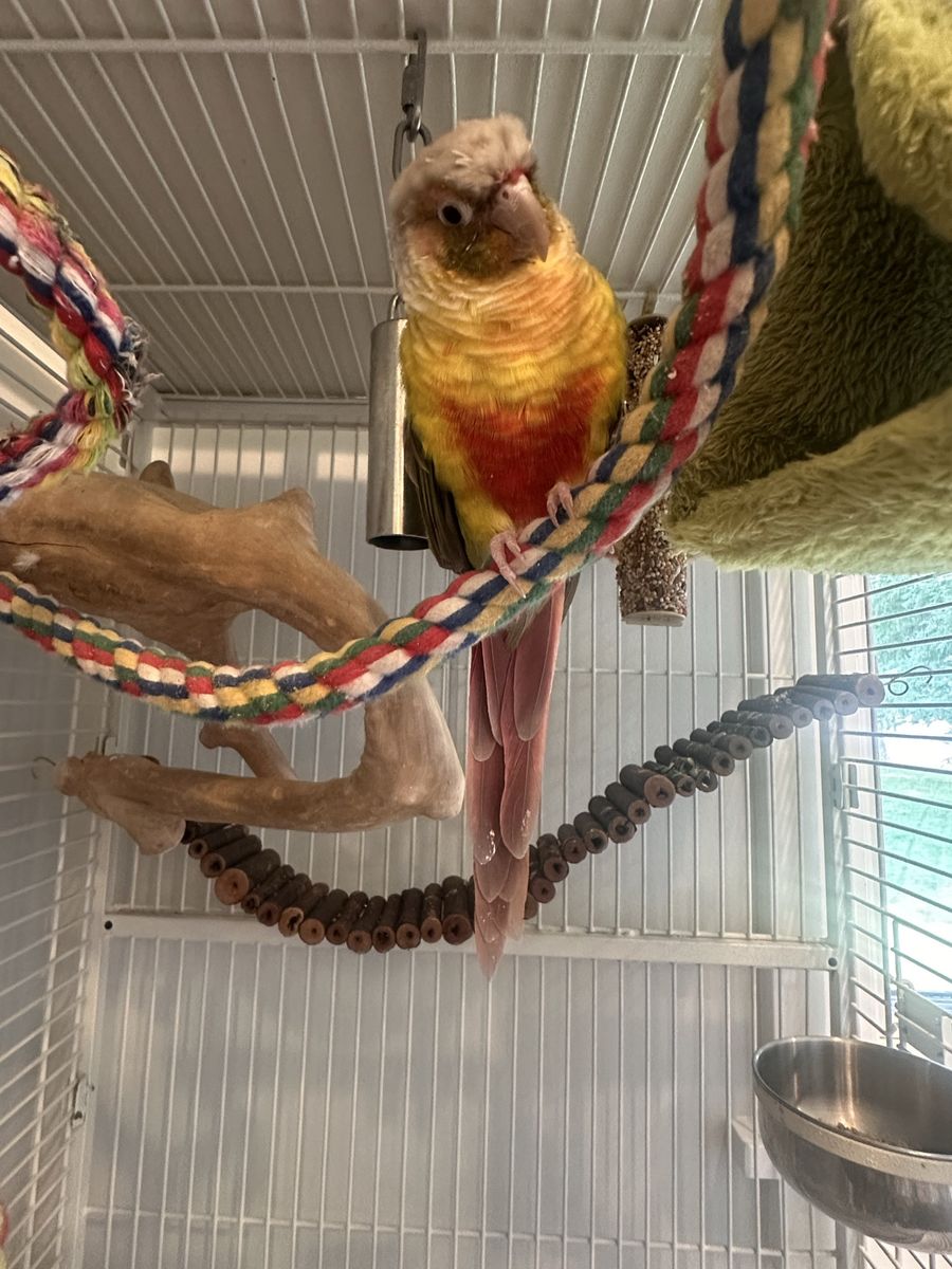 Pineapple Green Cheeked Conure