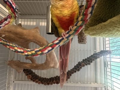 Pineapple Green Cheeked Conure