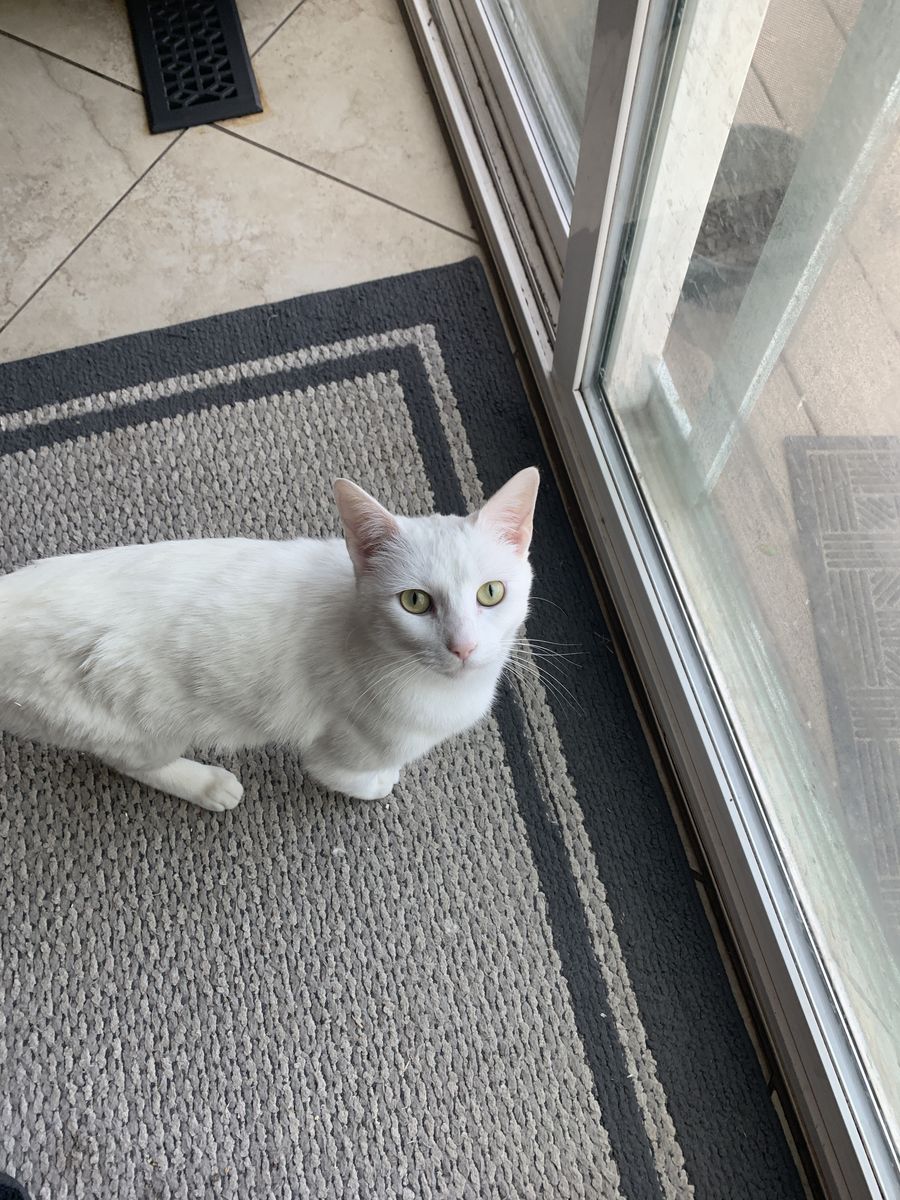 Beautiful white cat