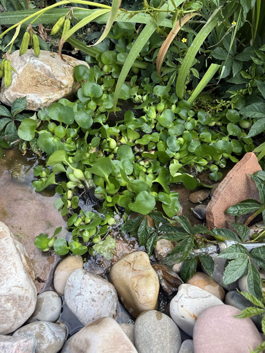 Water Hyacinth 