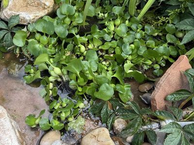 Water Hyacinth