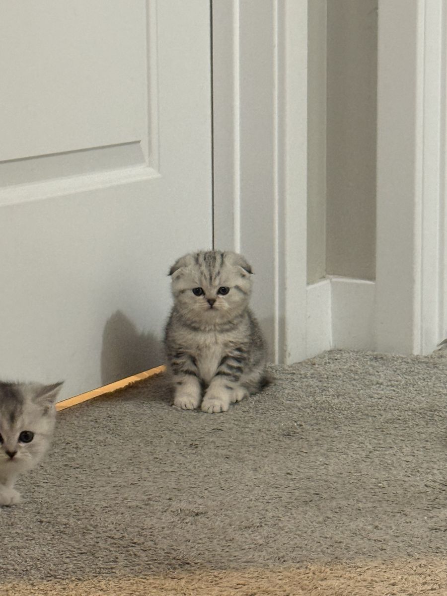 Scottish Fold kittens 