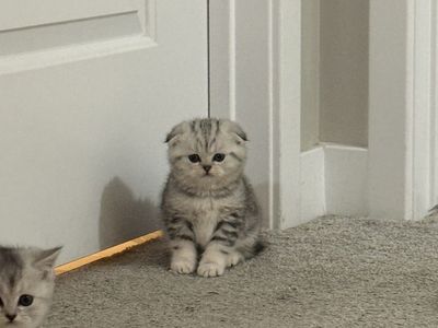 Scottish Fold kittens