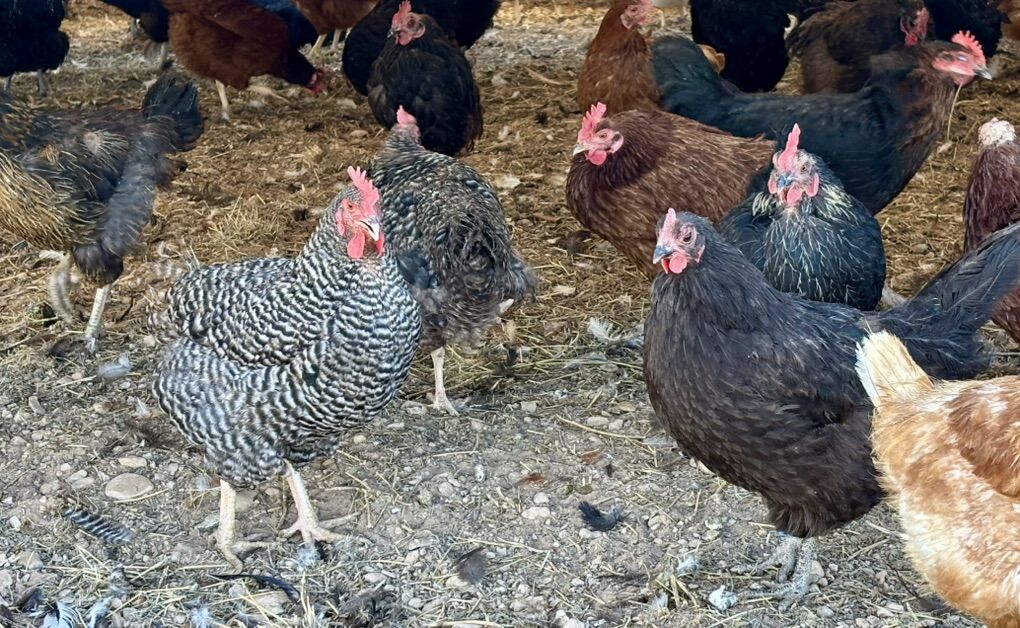 Laying Hens (2 to 3.5 Years Old)