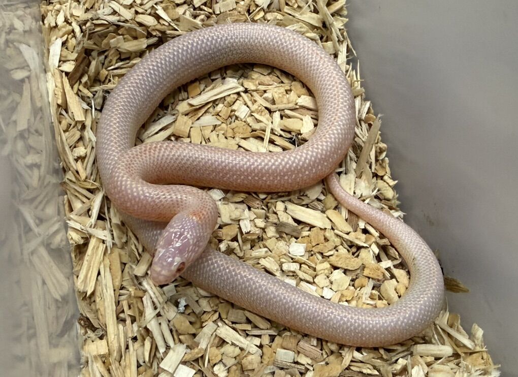 Albino goini Kingsnake Female