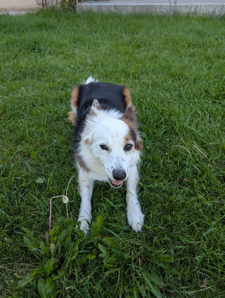 Sweet, Calm Family Dog – Lily 10yr Border Collie