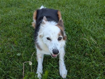 Sweet, Calm Family Dog – Lily 10yr Border Collie