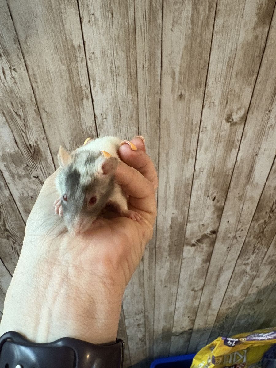 Female Baby Rats - Dumbo, Fancy, and Standard Types Available