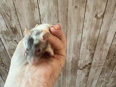 Female Baby Rats - Dumbo, Fancy, and Standard Types Available