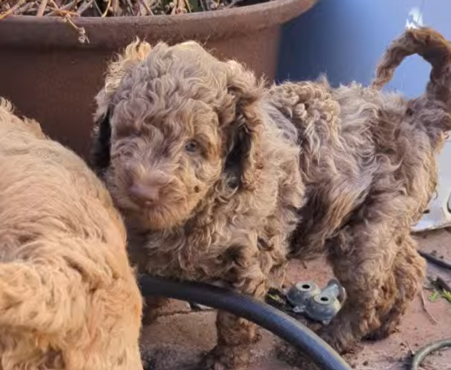 RARE F1bb Labradoodles + FREE Cow Cuddle Experience!