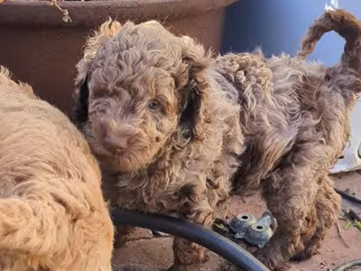 RARE F1bb Labradoodles + FREE Cow Cuddle Experience!