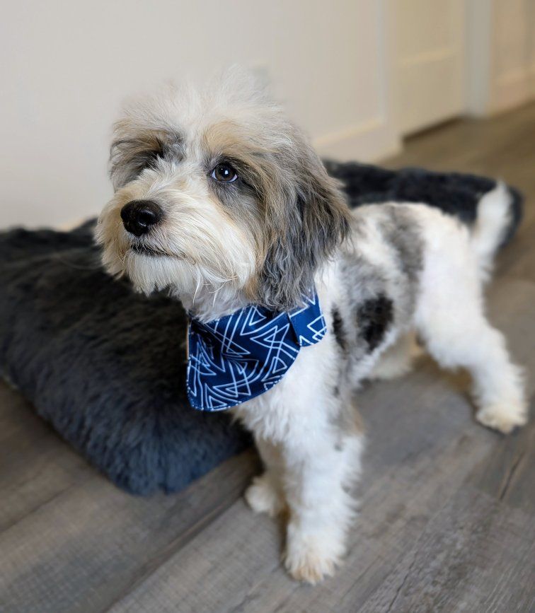 Loyal Friend, Handsome Merle Tri Parti Micro Mini Labradoodle, 10-15lbs Full Grown