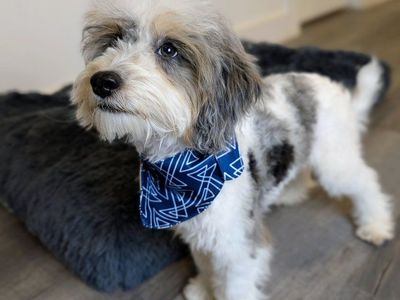 Loyal Friend, Handsome Merle Tri Parti Micro Mini Labradoodle, 10-15lbs Full Grown