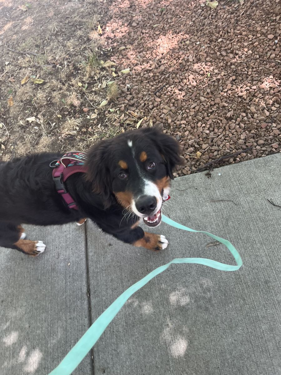 Salt Lake Dog walking and Pet Sitting business