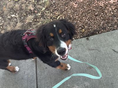 Salt Lake Dog walking and Pet Sitting business