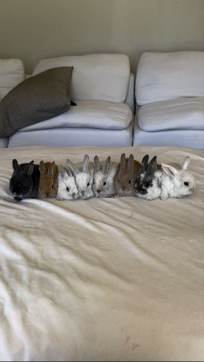Holland Lop Rex Mix Baby Bunny
