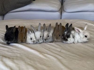 Holland Lop Rex Mix Baby Bunny