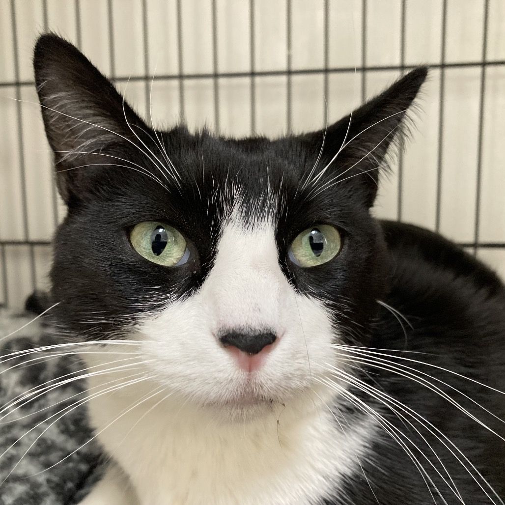 Hello my name is Jester