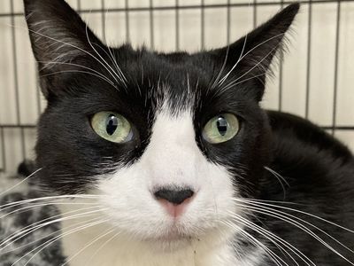 Hello my name is Jester