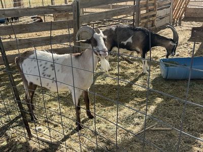 2 wethers future pack goats